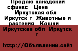 Продаю канадский сфинкс › Цена ­ 8 000 - Иркутская обл., Иркутск г. Животные и растения » Кошки   . Иркутская обл.,Иркутск г.